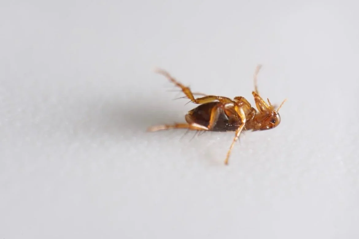 Як вивести блохи в хаті назавжди