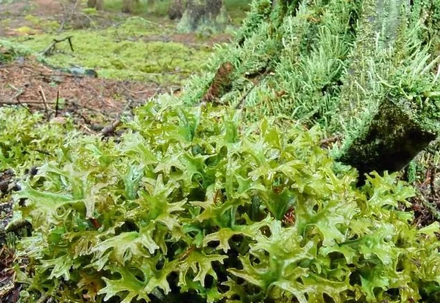 Ісландський мох від чого