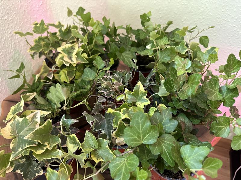 Плющ кімнатний