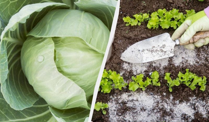 Чим підживити капусту