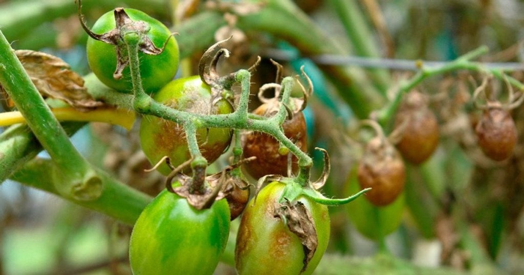 Фітофтора на помідорах