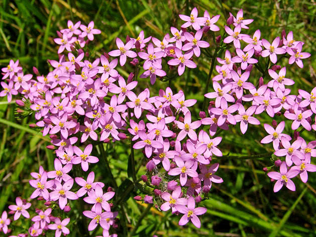 Золототисячник від чого
