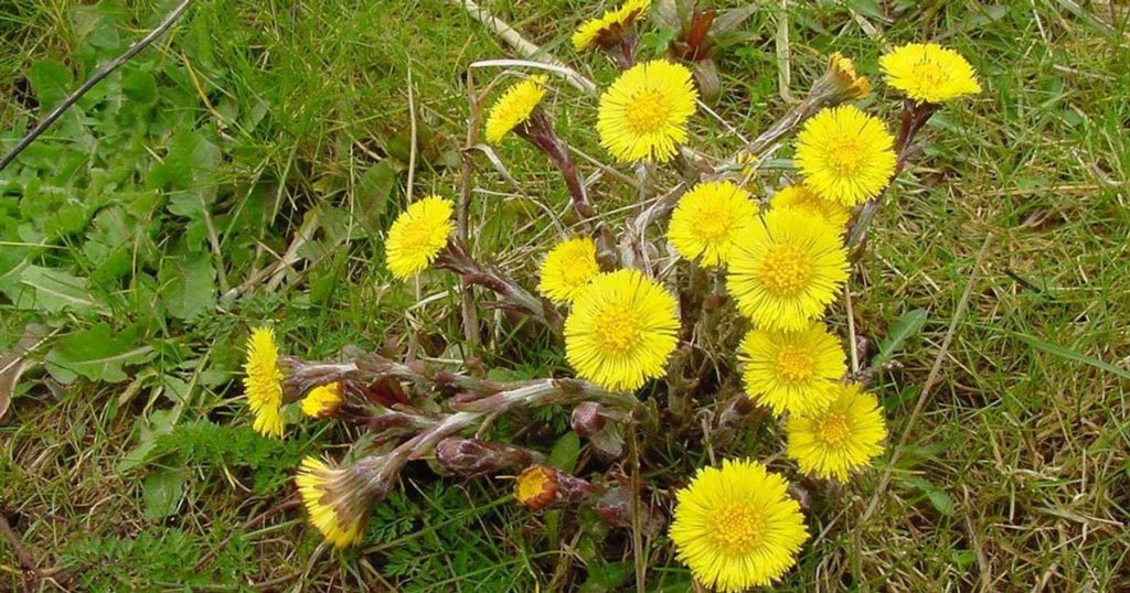 Мати-й-мачуха застосування