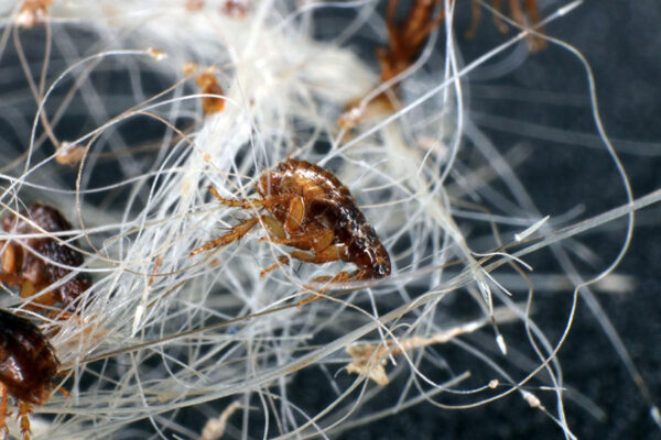 Як позбутися бліх в будинку