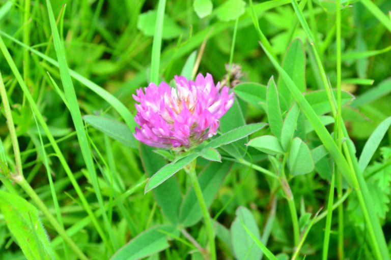 Конюшина користь і шкода