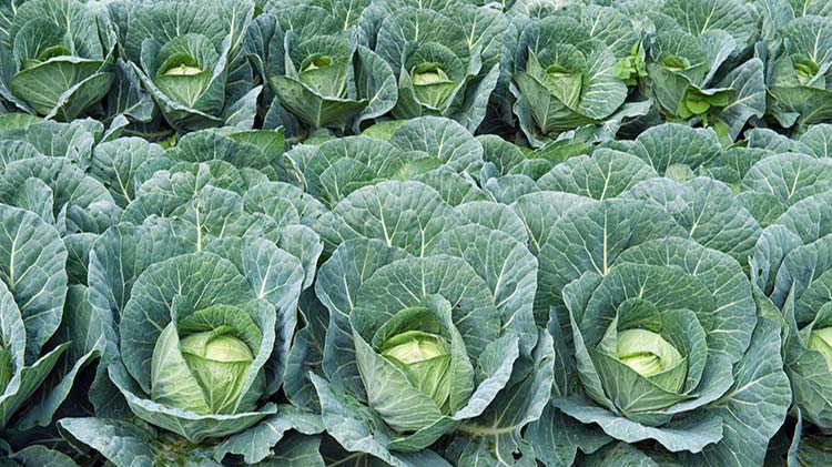 Органічні добрива: сила природи під ногами