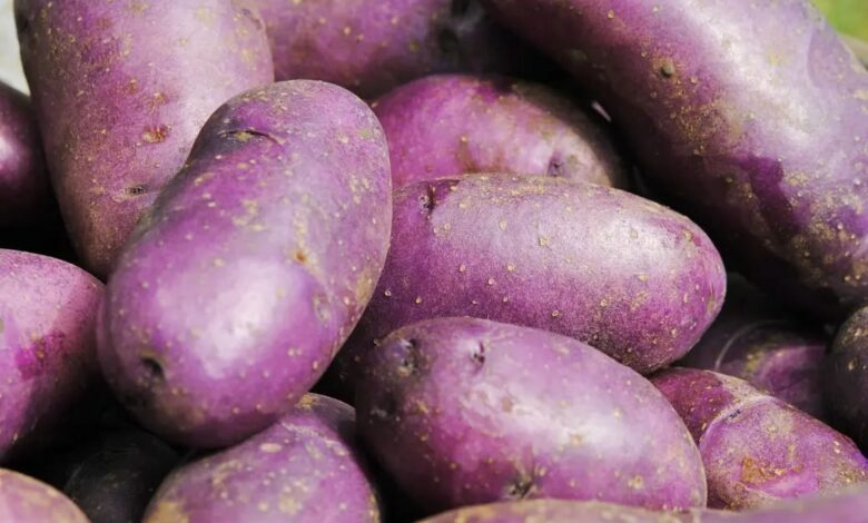 Чим корисна фіолетова картопля
