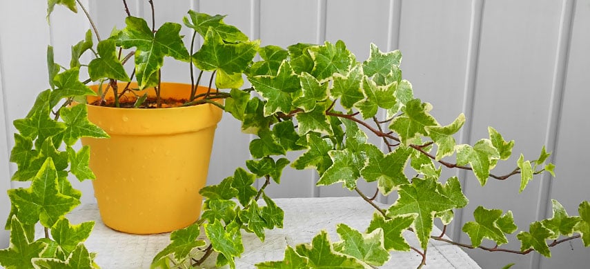 Англійський плющ кімнатний