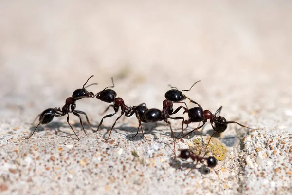 Як позбутися мурашок в хаті