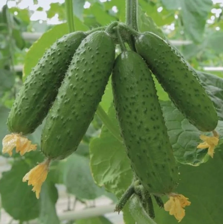 Секреты выращивания огурцов